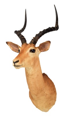 Lot 105 - Taxidermy: Common Impala (Aepyceros Melampus)...