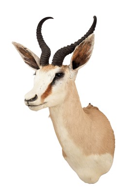 Lot 83 - Taxidermy: South African Springbok (Antidorcas...