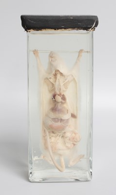 Lot 4 - Natural History: A Preserved Wet Specimen of...