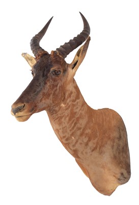 Lot 76 - Taxidermy: Western Tsessebe (Damaliscus...
