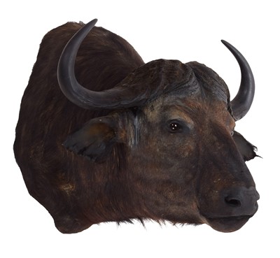 Lot 114 - Taxidermy: Cape Buffalo (Syncerus caffer),...