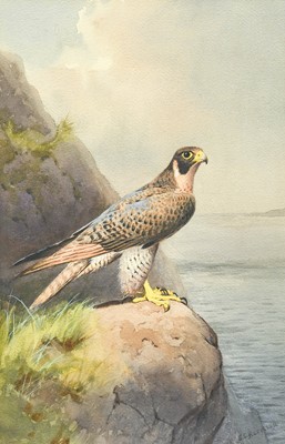 Lot 1062 - John Cyril Harrison (1898-1985) Peregrine...