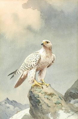 Lot 1063 - John Cyril Harrison (1898-1985) Gyrfalcon...