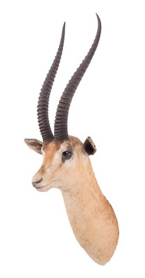 Lot 64 - Taxidermy: Northern Grants Gazelle (Nanger...