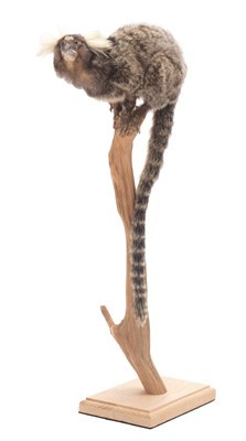 Lot 149 - Taxidermy: Common Marmoset Monkey (Callithrix...
