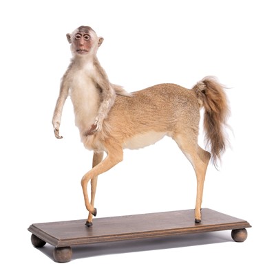 Lot 77 - Taxidermy: A Composed Centaur, modern, a full...
