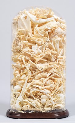 Lot 186 - Skeletons/Skulls: A Glass Dome Filled with...