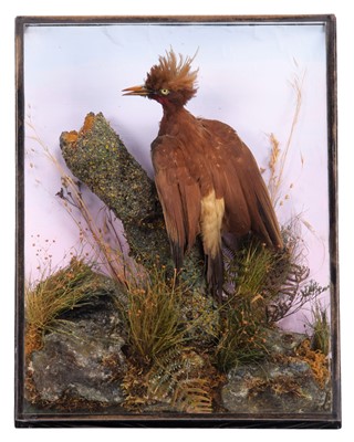 Lot 88 - Taxidermy: A Wall Cased Chestnut Woodpecker...
