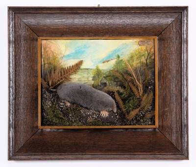 Lot 156 - Taxidermy: A Wall Cased Silver Mole (Talpa...