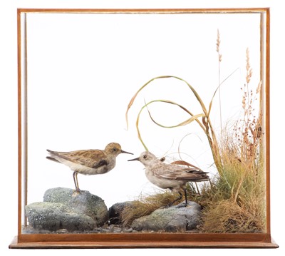 Lot 257 - Taxidermy: A Cased Temminck's & Little Stint...