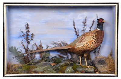 Lot 71 - Taxidermy: A Late Victorian Cased Ring-necked...
