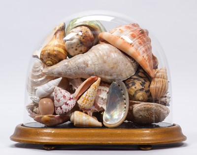 Lot 183 - Conchology: A Victorian Style Display of World...