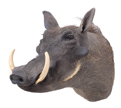 Lot 109 - Taxidermy: Common Warthog (Phacochoerus...