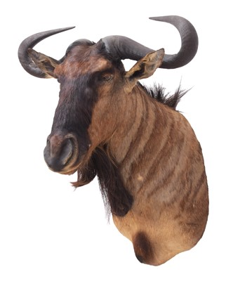 Lot 89 - Taxidermy: Blue Wildebeest (Connochaetes...
