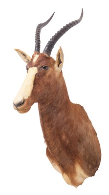 Lot 107 - Taxidermy: Blesbok (Damaliscus phillipsi),...