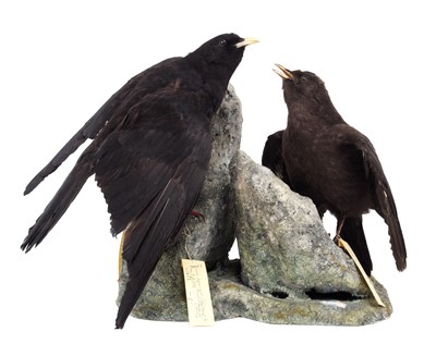 Lot 74 - Taxidermy: Alpine Chough & Young (Pyrrhocorax...