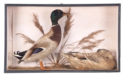 Lot 69 - Taxidermy: A Cased Pair of Mallard Ducks (Anas...