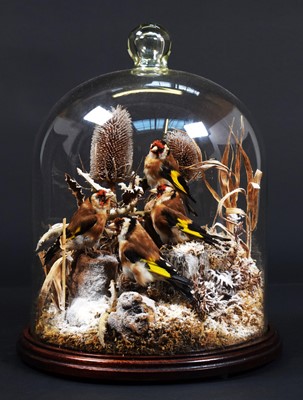 Lot 223 - Taxidermy: A Quartet of European Goldfinches...