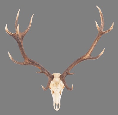 Lot 124 - Antlers/Horns: Austrian Red Deer Antlers...