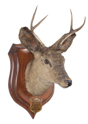 Lot 126 - Taxidermy: Mule Deer (Odocoileus hemionus),...