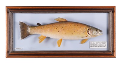 Lot 241 - Taxidermy: A Cased Brown Trout (Salmo trutta),...