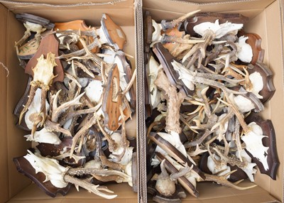 Lot 123 - Antlers/Horns: A Collection of European...