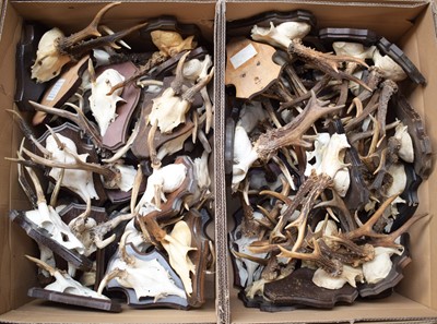 Lot 72 - Antlers/Horns: A Collection of European...