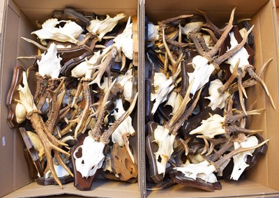 Lot 220 - Antlers/Horns: A Collection of European...