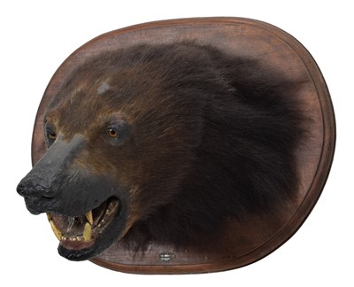 Lot 140 - Taxidermy: Sloth Bear (Melursus ursinus),...