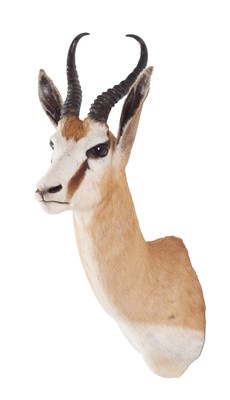 Lot 205 - Taxidermy: South African Springbok (Antidorcas...
