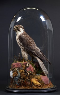 Lot 206 - Taxidermy: A Late Victorian Peregrine Falcon...