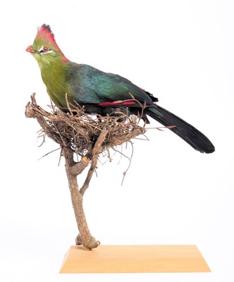 Lot 277 - Taxidermy: Fischer's Turaco (Tauraco fischeri),...