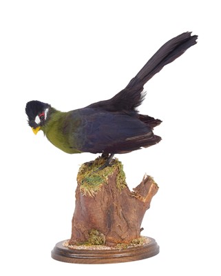 Lot 201 - Taxidermy: Hartlaub's Turaco (Tauraco...