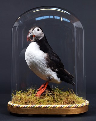 Lot 236 - Taxidermy: Atlantic Puffin (Fratercula...