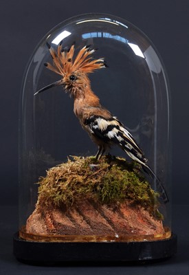 Lot 166 - Taxidermy: A Late Victorian European Hoopoe...