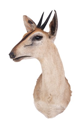 Lot 231 - Taxidermy: Common Grey Duiker (Sylvicapra...