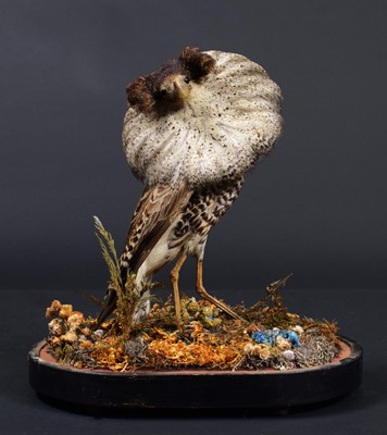 Lot 210 - Taxidermy: A Late Victorian Ruff (Calidris...