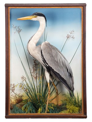 Lot 221 - Taxidermy: A Cased European Grey Heron (Ardea...