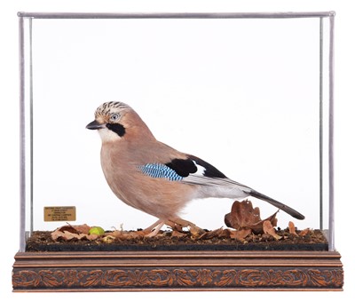 Lot 284 - Taxidermy: A Cased European Jay (Garrulus...