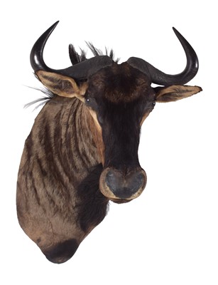 Lot 155 - Taxidermy: Blue Wildebeest (Connochaetes...