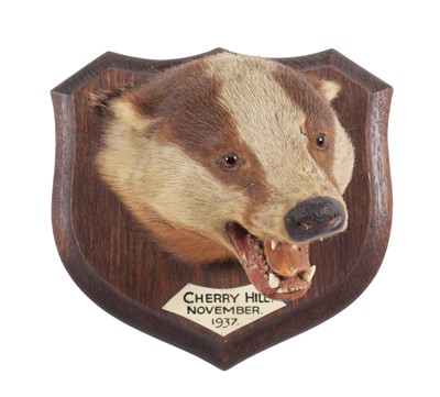 Lot 209 - Taxidermy: An Erythristic European Badger Mask...