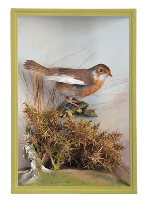 Lot 234 - Taxidermy: A Cased European Robin (Erithacus...