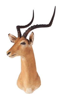 Lot 200 - Taxidermy: Common Impala (Aepyceros Melampus),...