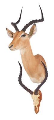 Lot 213 - Taxidermy: Common Impala (Aepyceros Melampus),...