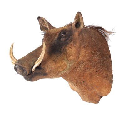 Lot 207 - Taxidermy: Common Warthog (Phacochoerus...