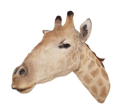 Lot 211 - Taxidermy: South African Giraffe (Giraffa...