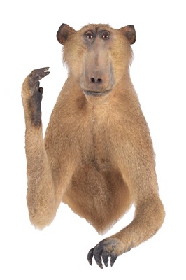 Lot 111 - Taxidermy: Chacma Baboon (Papio hamadryas...