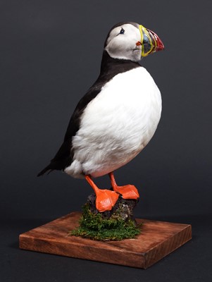 Lot 208 - Taxidermy: Atlantic Puffin (Fratercula...