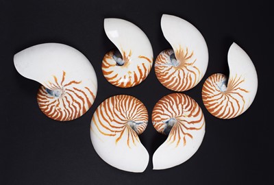 Lot 173 - Natural History: Six Chambered Nautilus Half...