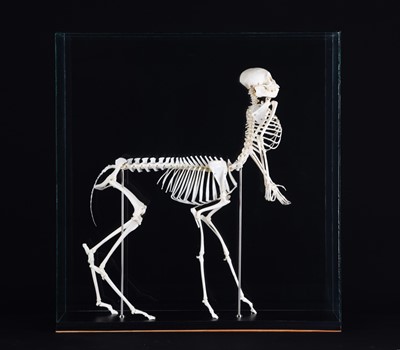 Lot 194 - Skeletons/Anatomy: A Composed Centaur Skeleton,...